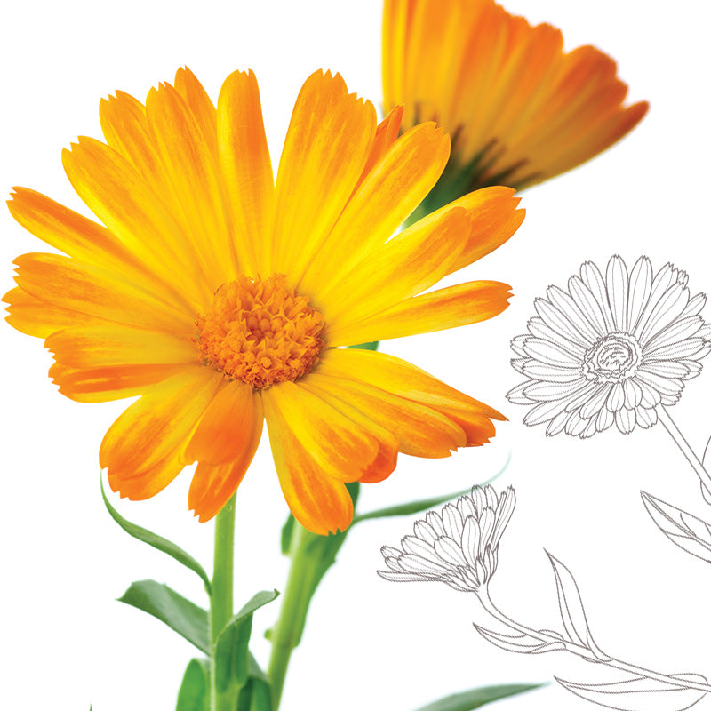Calendula.jpg