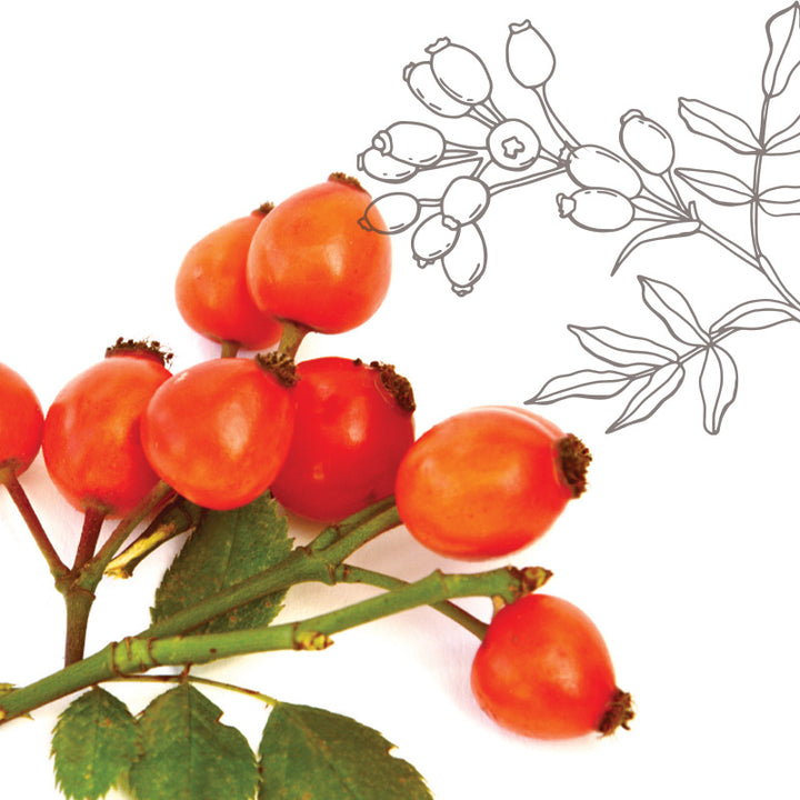 RoseHips.jpg
